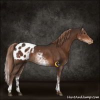 Horse Color:White Spotted Liver Chestnut Blanket Rabicano 