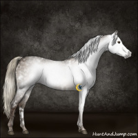 Horse Color:Gray White Spotted Liver Red Dun Ice 