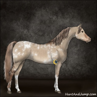 Horse Color:White Spotted Liver Red Dun Tobiano 