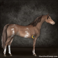 Horse Color:White Spotted Liver Chestnut 