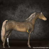 Horse Color:Chocolate Palomino Sabino 