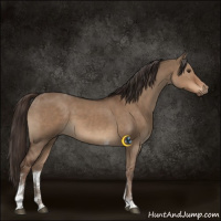Horse Color:Liver Red Dun Tobiano