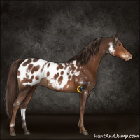 Horse Color:White Spotted Liver Chestnut Appaloosa Rabicano 