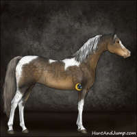 Horse Color:Chocolate Palomino Sabino Tobiano Rabicano 