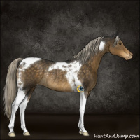 Horse Color:Chocolate Palomino Tobiano Appaloosa Rabicano
