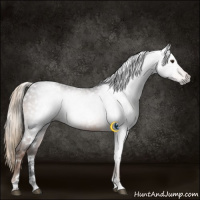 Horse Color:Gray White Spotted Liver Chestnut Appaloosa Rabicano 