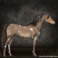 Horse Color:White Spotted Liver Red Dun 