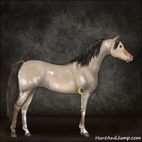 Horse Color:White Spotted Liver Red Dun