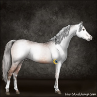 Horse Color:Gray White Spotted Liver Chestnut 