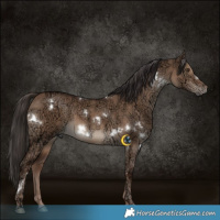 Horse Color:White Spotted Liver Red Dun Ice 