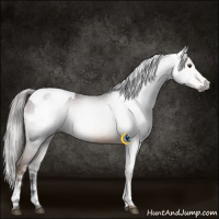 Horse Color:Gray White Spotted Liver Chestnut Appaloosa Rabicano 