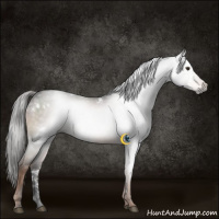 Horse Color:Gray White Spotted Liver Chestnut Rabicano 