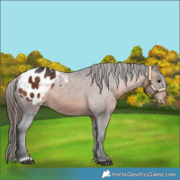Horse Color:Brown Appaloosa