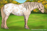 Horse Color:Gold Champagne Roan Dun Appaloosa