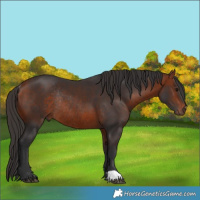 Horse Color:Bay Rabicano