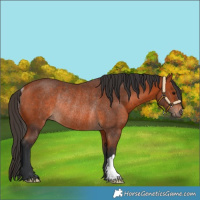 Horse Color:Bay Rabicano 