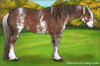 Horse Color:White Spotted Liver Chestnut 