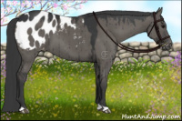 Horse Color:Grullo Appaloosa Brindle 