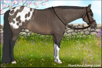 Horse Color:Brown Dun Appaloosa Brindle 