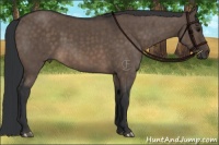 Horse Color:Brown Dun Brindle 