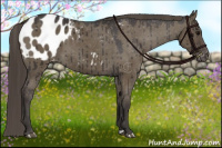 Horse Color:Smoky Grullo Appaloosa Brindle 