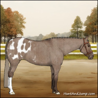 Horse Color:Liver Red Dun Mushroom Appaloosa Brindle