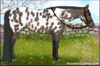 Horse Color:Brown Dun Blanket Brindle 