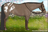Horse Color:Liver Red Dun Appaloosa Brindle 