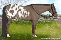Horse Color:Liver Red Dun Appaloosa Brindle 