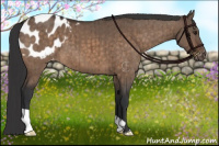 Horse Color:Brown Dun Appaloosa Brindle 