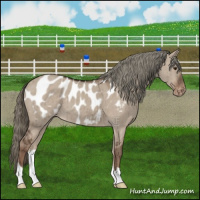 Horse Color:Liver Red Dun Mushroom Appaloosa Brindle 