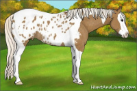 Horse Color:Silver Smoky Black Sabino Splash Tobiano Appaloosa Rabicano