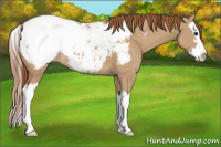 Horse Color:Red Dun Sabino Splash Appaloosa