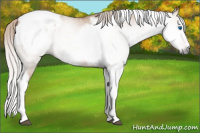 Horse Color:Gray Silver Bay Dun Splash Tobiano Frame Appaloosa Rabicano 