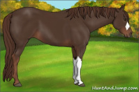 Horse Color:Liver Chestnut 