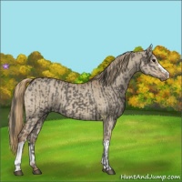 Horse Color:Grullo  and Red Dun 