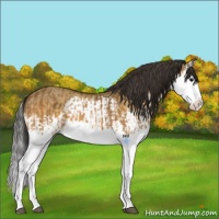 Horse Color:Buckskin Splash  and Buckskin Dun Splash 
