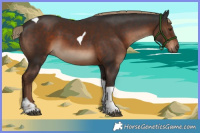 Horse Color:Liver Chestnut Tobiano 