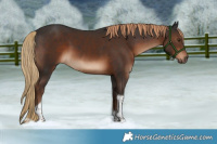 Horse Color:Liver Chestnut Tobiano 