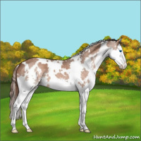 Horse Color:White Spotted Liver Red Roan Splash Varnish 