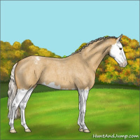 Horse Color:Palomino Roan Splash Varnish