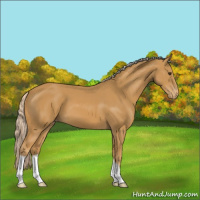 Horse Color:Palomino Appaloosa