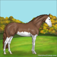 Horse Color:Chestnut Splash Appaloosa 
