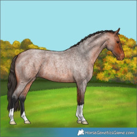 Horse Color:Bay Roan Appaloosa 