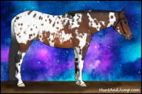 Horse Color:White Spotted Bay Appaloosa 