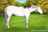 Horse Color:Liver Chestnut Sabino Appaloosa 