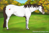 Horse Color:Liver Chestnut Appaloosa 