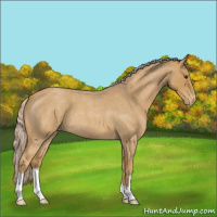 Horse Color:Palomino Roan Appaloosa