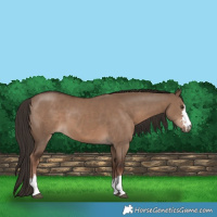 Horse Color:Liver Red Dun 