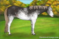 Horse Color:White Spotted Liver Chestnut Sabino 